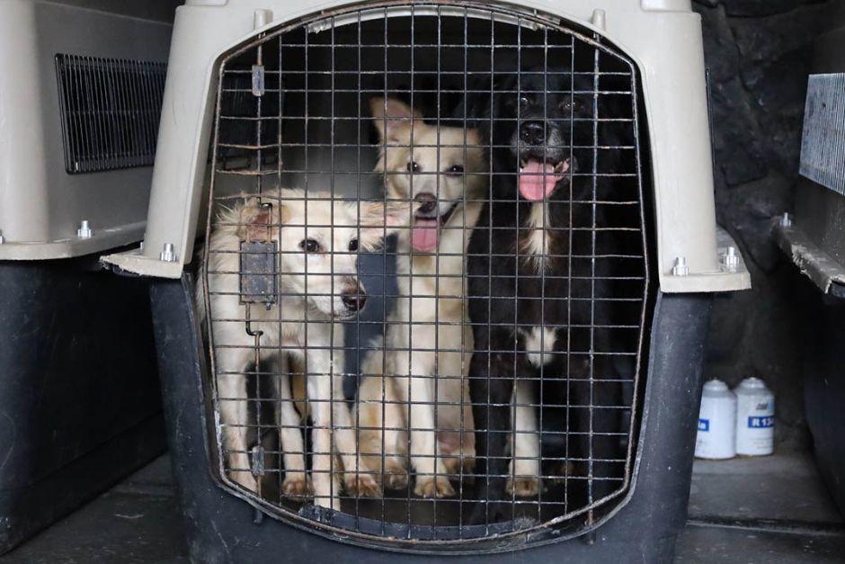 Perros y gatos fueron rescatados este&nbsp;jueves en San Miguel Petapa. (Foto: MAGA)