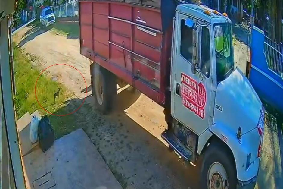 Recolector de basura mata un perro chihuahua en Pet&eacute;n 