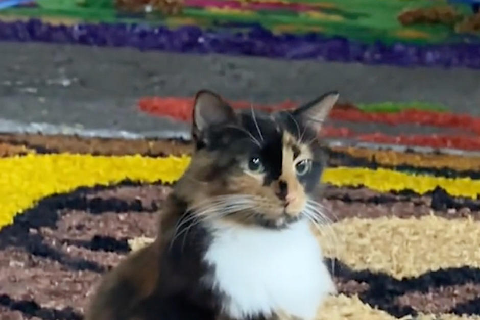 Una gatita se hizo viral al encontrar descanso en una de las alfombras de una procesi&oacute;n. (Foto: Tik Tok)