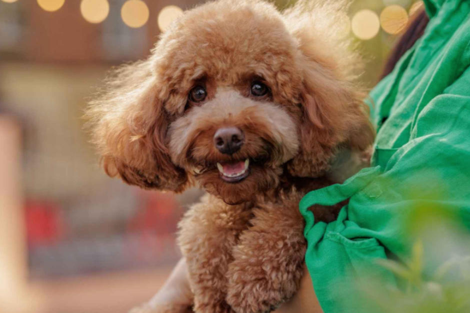 Esta es la raza de perros que m&aacute;s y menos pelaje botan. (Foto: Shutterstock)