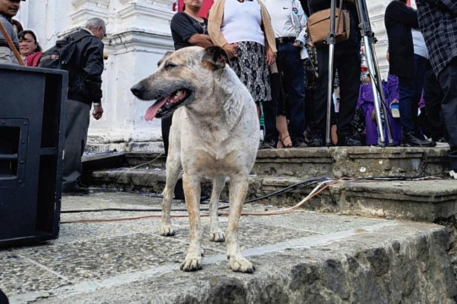 Manchas se ha dado a conocer por estar presente en distintas procesiones en la ciudad colonial. (Foto: Redes Sociales)