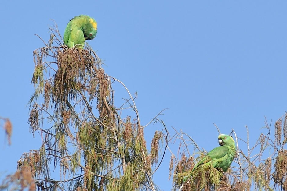 la pareja descansa en los &aacute;rboles que rodean el recinto educativo. (Foto: Fredy Hern&aacute;ndez/Soy502)