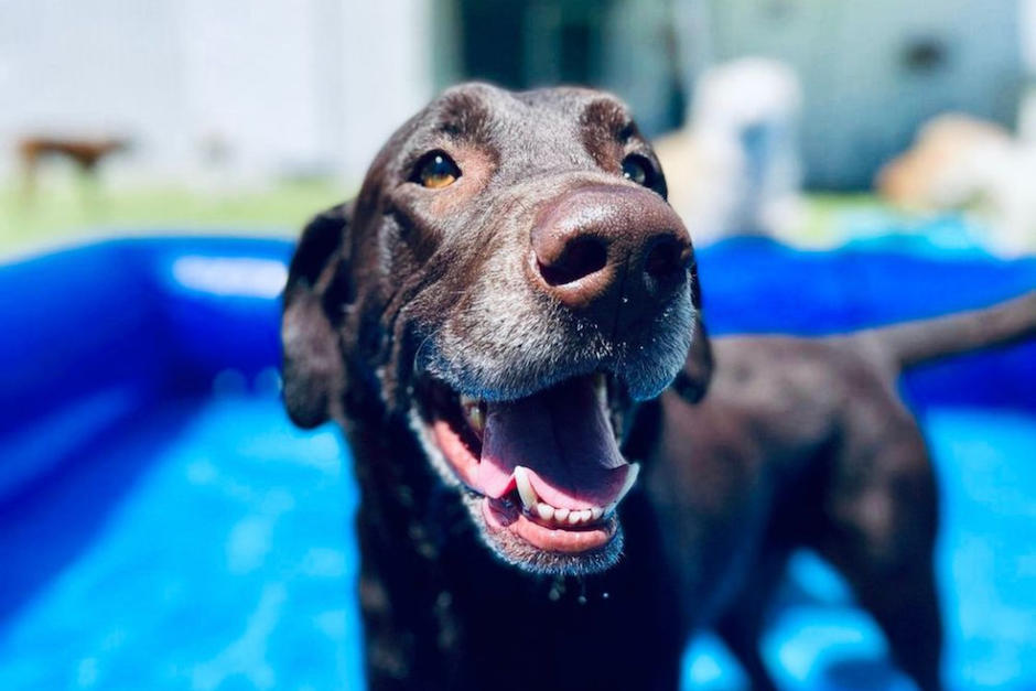 en estos lugares puedes hospedar a tu perro si te vas de vacaciones. (Foto: Yelp)