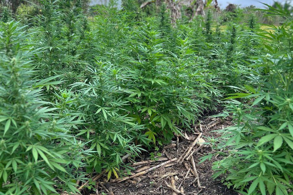 M&aacute;s de 65 mil matas de marihuana fueron halladas y posteriormente erradicadas. (Foto: PNC)