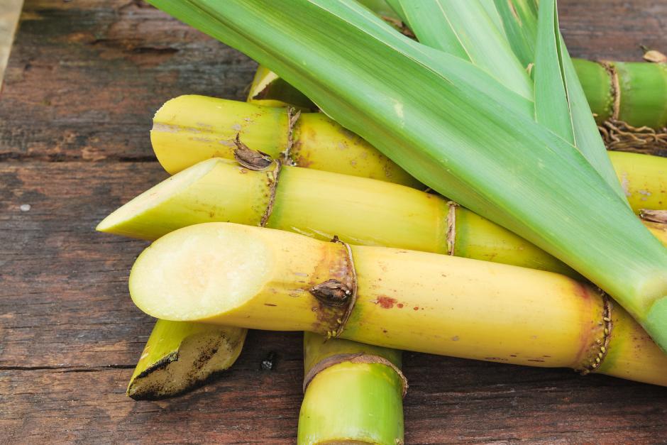 Guatemala est&aacute; entre los principales pa&iacute;ses productores de az&uacute;car y sus derivados. (Foto: Canva/Soy502)