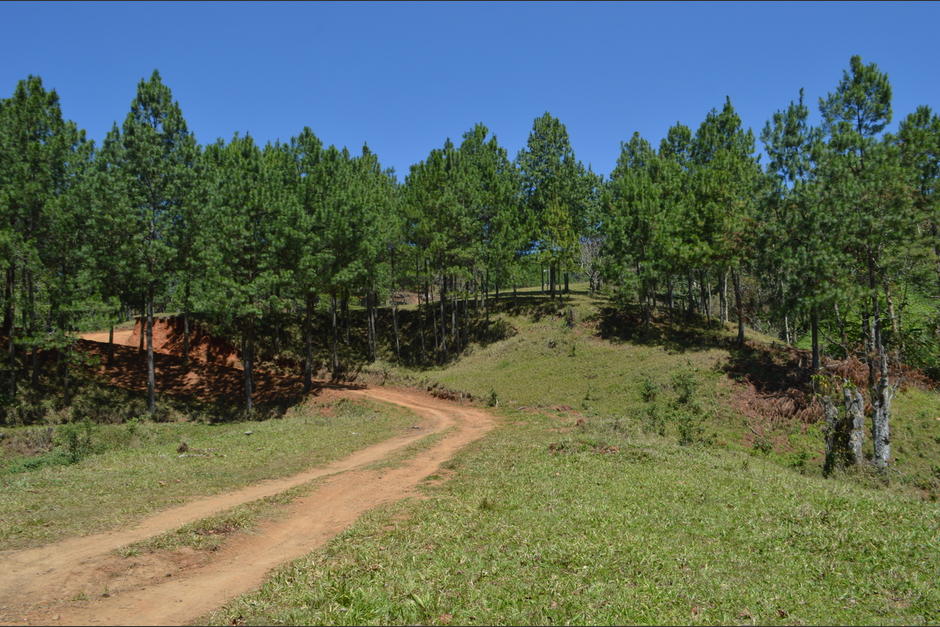 En la zona boscosa hay regeneraci&oacute;n de pinos y contin&uacute;an plantando m&aacute;s.&nbsp;(Foto: Juan Carlos Aquino/Colaborador)