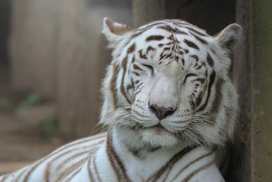 Romina falleci&oacute; a sus 17 a&ntilde;os de edad. (Foto: Zool&oacute;gico La Aurora)
