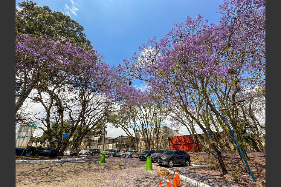 Desde hace varias semanas, la copa de estos &aacute;rboles luce su caracter&iacute;stico colorido. (Foto: Archivo)