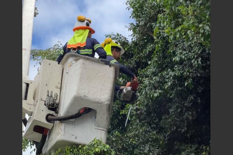 Las podas preventivas empezaron desde el 12 de enero.&nbsp;(Foto: Municipalidad de Guatemala)
