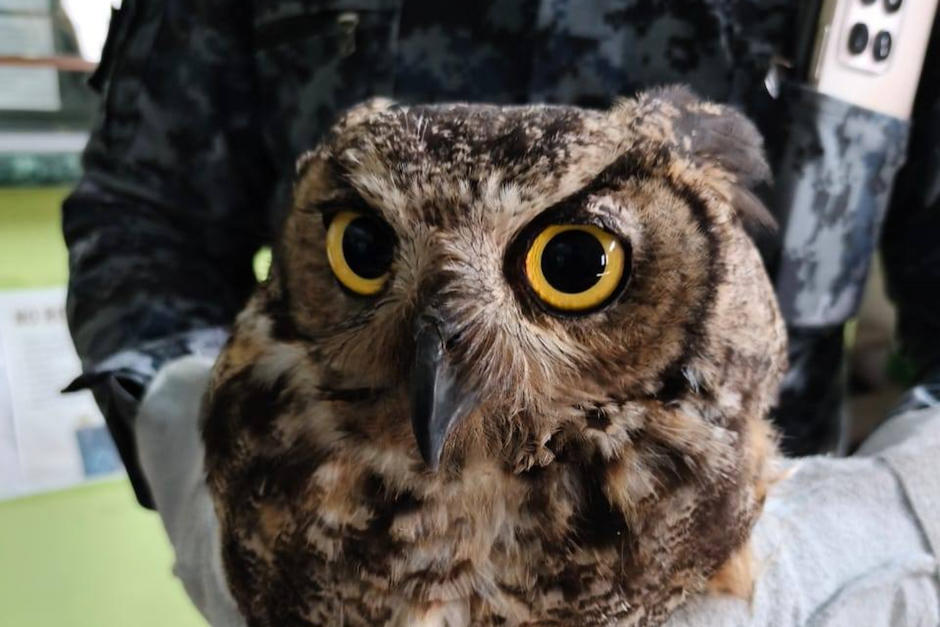 El b&uacute;ho fue revisado por autoridades de Conap. (Foto: Polic&iacute;a Municipal Forestal y de Medio Ambiente Mixco)