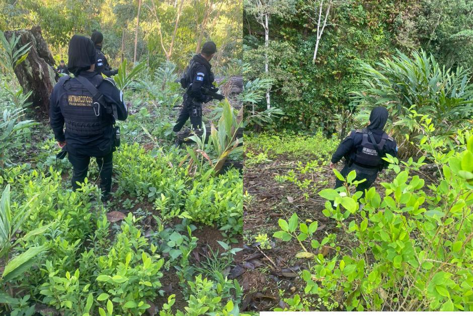 La Polic&iacute;a antinarc&oacute;tica localiz&oacute; y erradi&oacute; arbustos de hoja de coca. (Foto: SGAIA)