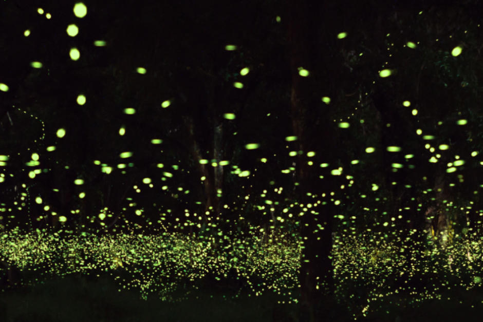 Las luci&eacute;rnagas iluminan los bosques. (Foto: Pexels)
