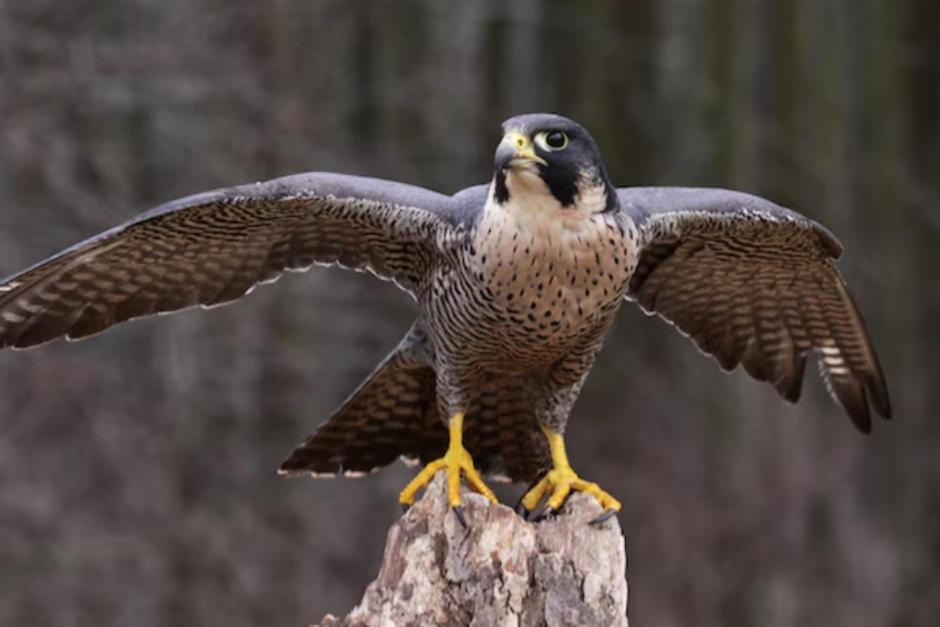 Un halc&oacute;n peregrino sorprendi&oacute; al posarse en una de las ventanas del edificio. (Foto: National Geographic/Chris Hill)
