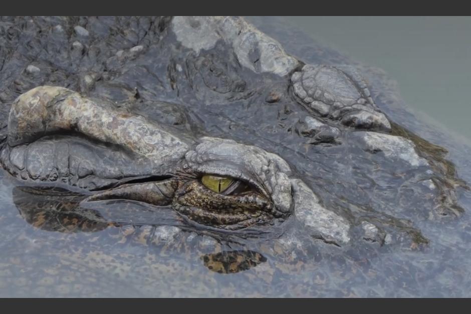 El CONAP es la instituci&oacute;n encargada de conservar la biodiversidad en Guatemala. (Foto: Conap)