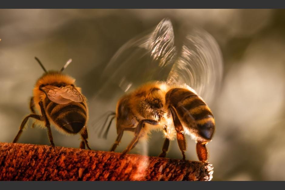 El panal pudo haberse formado en la noche, indicaron los socorristas. (Foto ilustrativa: Shutterstock)