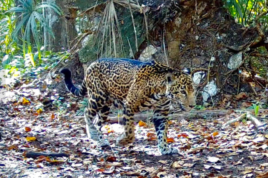 Un jaguar llam&oacute; la atenci&oacute;n por su patr&oacute;n y colores. (Foto: Francisco Asturias)