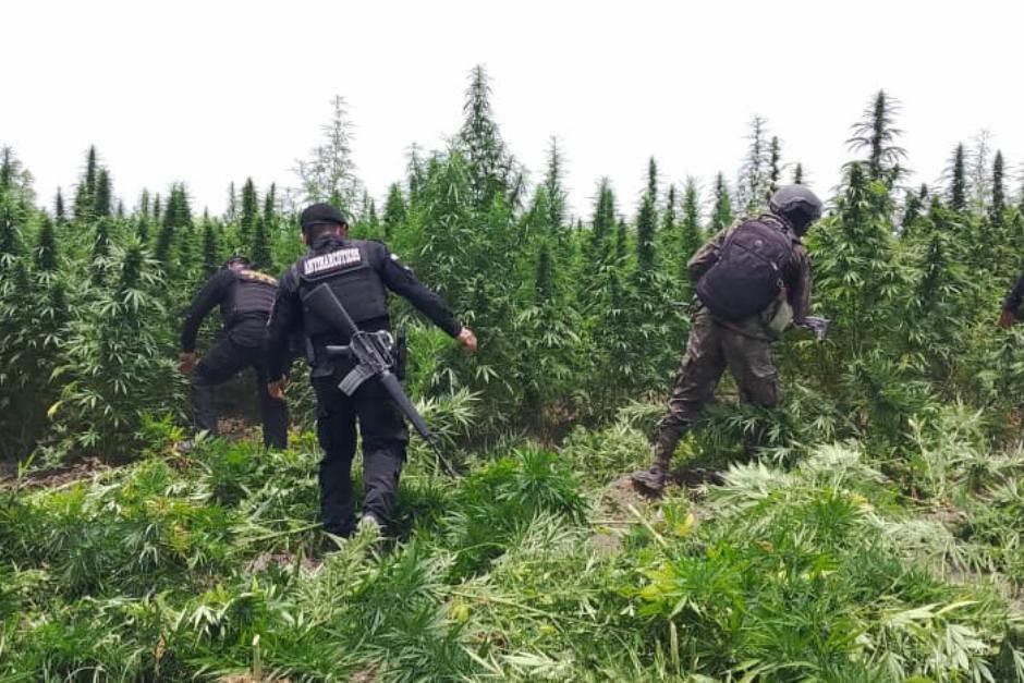 Im&aacute;genes de la erradicaci&oacute;n de matas de mariguana en Las Cruces, Pet&eacute;n. (Foto: PNC/Soy502)