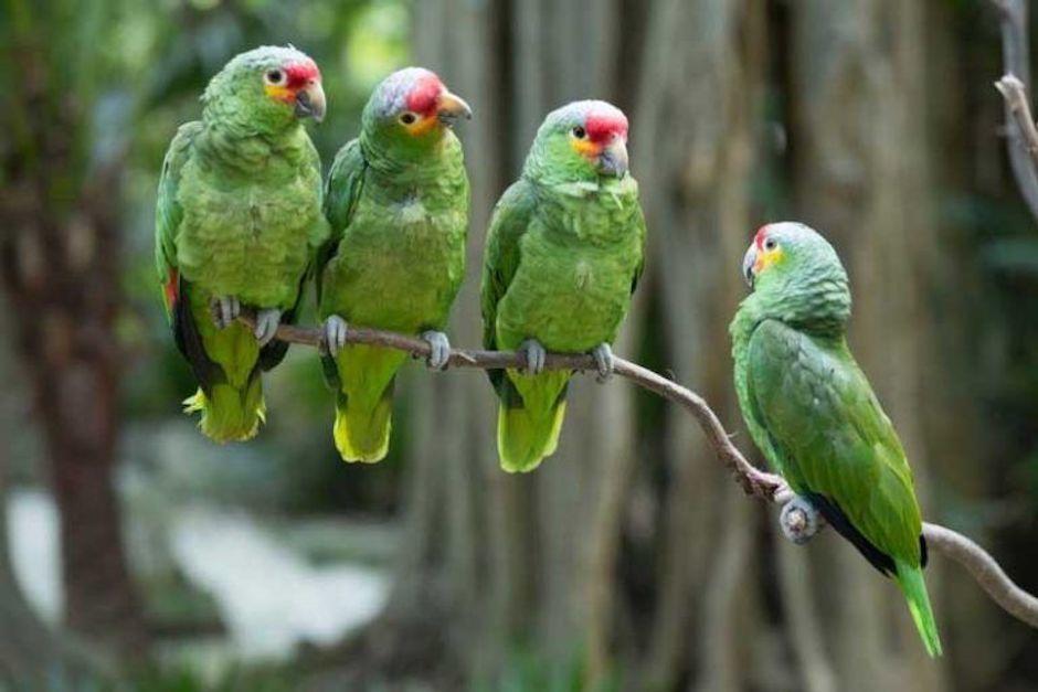 Dentro de la caja se transportaban loros de distintas especies. (Foto ilustrativa: Pinterest)