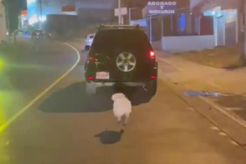 El abandono del perrito ha conmovido en las redes sociales. (Foto: Captura de video)