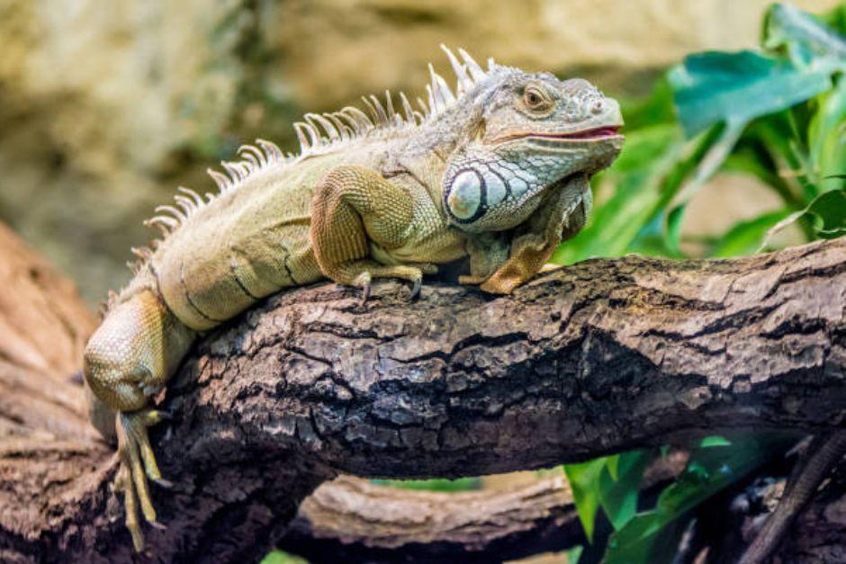La iguana se encontraba en un &aacute;rbol ubicado en el arriate central del bulevar Los Pr&oacute;ceres, zona 10. (Foto ilustrativa: iStock)