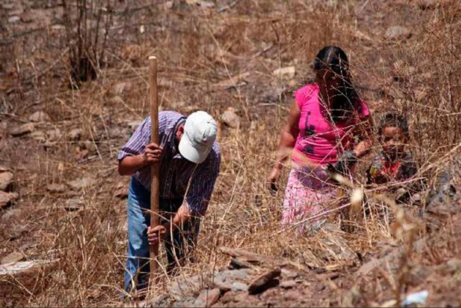 La perspectiva clim&aacute;tica de este a&ntilde;o se&ntilde;ala que hay posibilidad muy alta de una can&iacute;cula severa en el pa&iacute;s. (Foto: Archivo / Soy502)