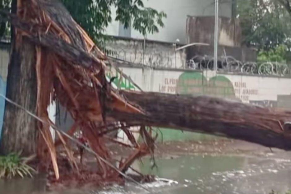 El &aacute;rbol ca&iacute;do ha bloqueado el paso vehicular por completo en la avenida Hincapi&eacute;. (Foto: Captura de video)