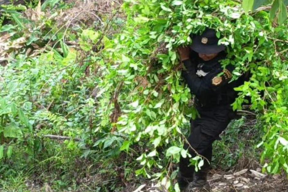 M&aacute;s de un mill&oacute;n de arbustos fue erradicados. (Foto: PNC)