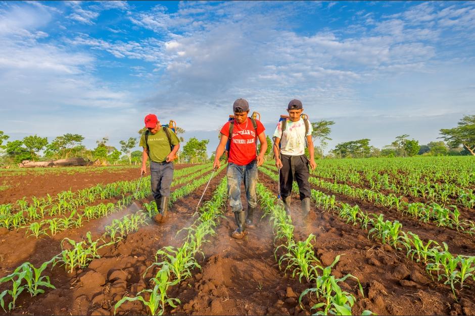 El Gobierno asegura que m&aacute;s de mil agricultores han sido beneficiados con el programa. (Foto ilustrativa: Shutterstock)