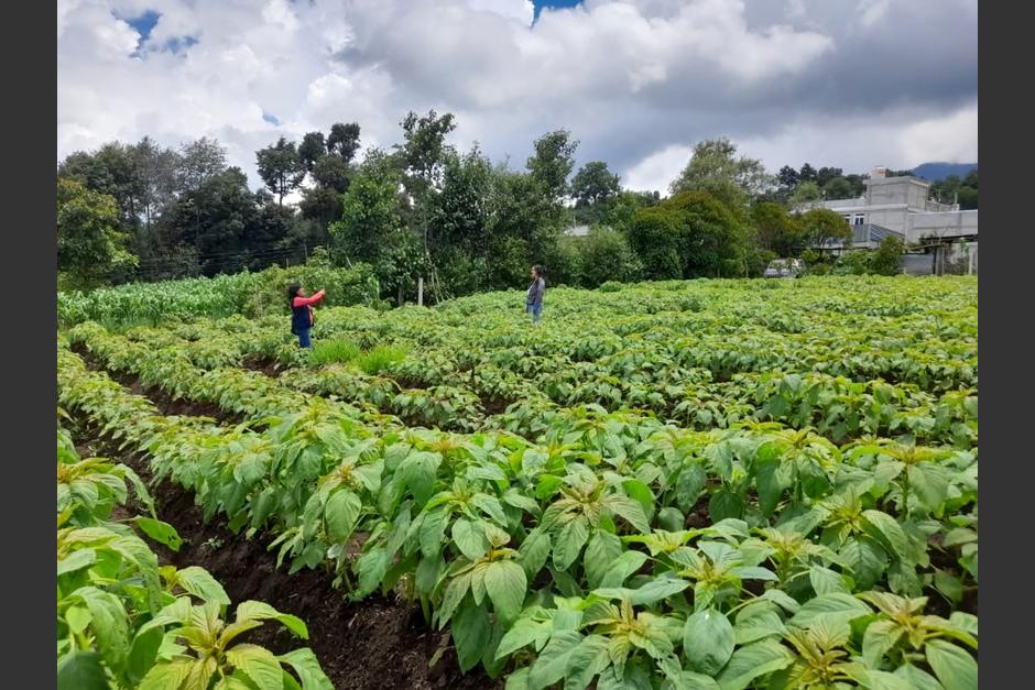Amaranto, el renacer de un grano nutritivo en San Marcos