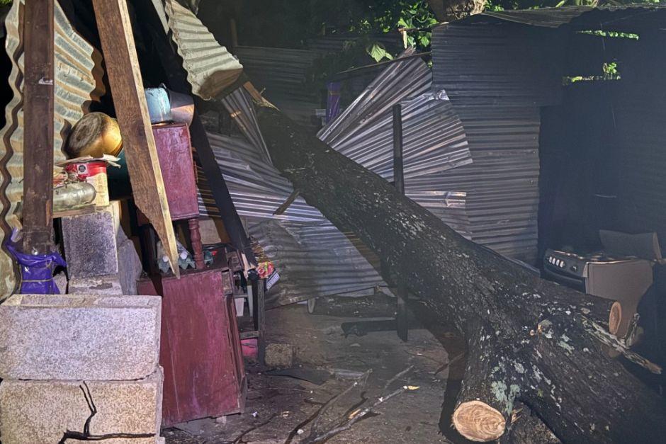 El &aacute;rbol cay&oacute; en medio de las viviendas.&nbsp;(Foto v&iacute;a: CONRED)