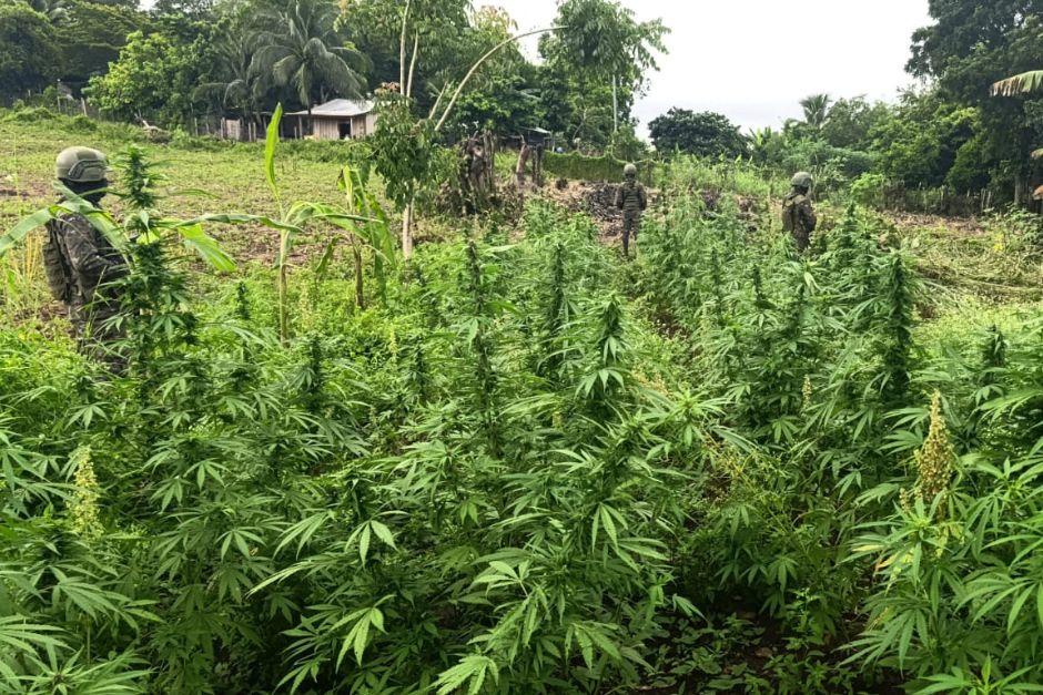 Las plantaciones ilegales fueron plantadas en una zona monta&ntilde;osa de Pet&eacute;n.&nbsp;(Foto v&iacute;a: Polic&iacute;a Nacional Civil)