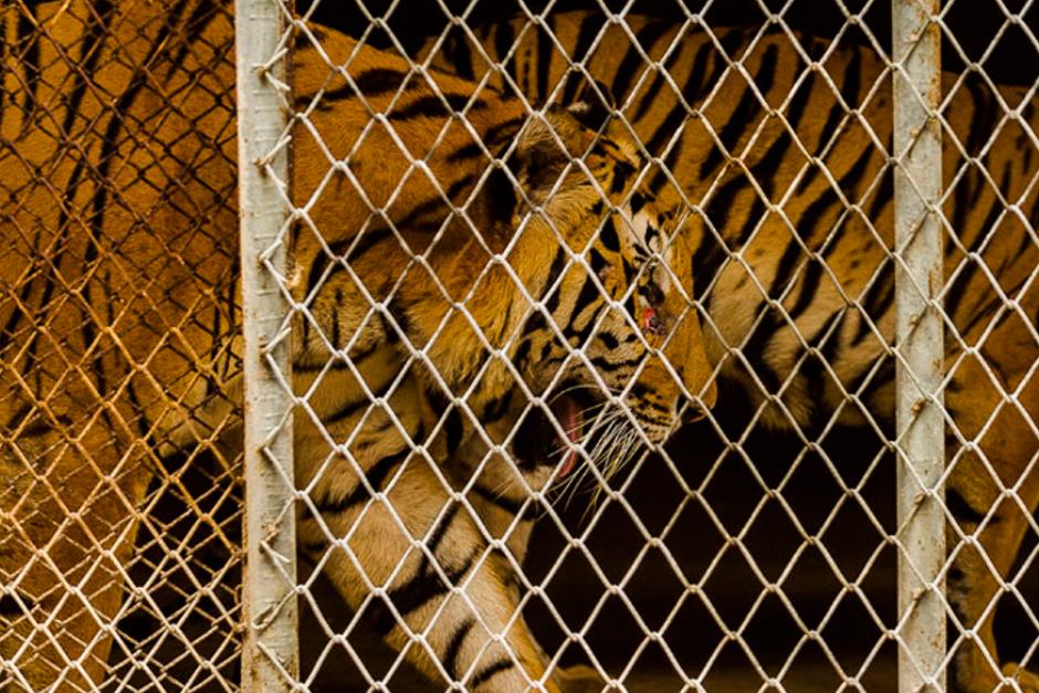 M&aacute;s de mil animales traficados fueron incautados por la Interpol. (Foto ilustrativa: WWF)