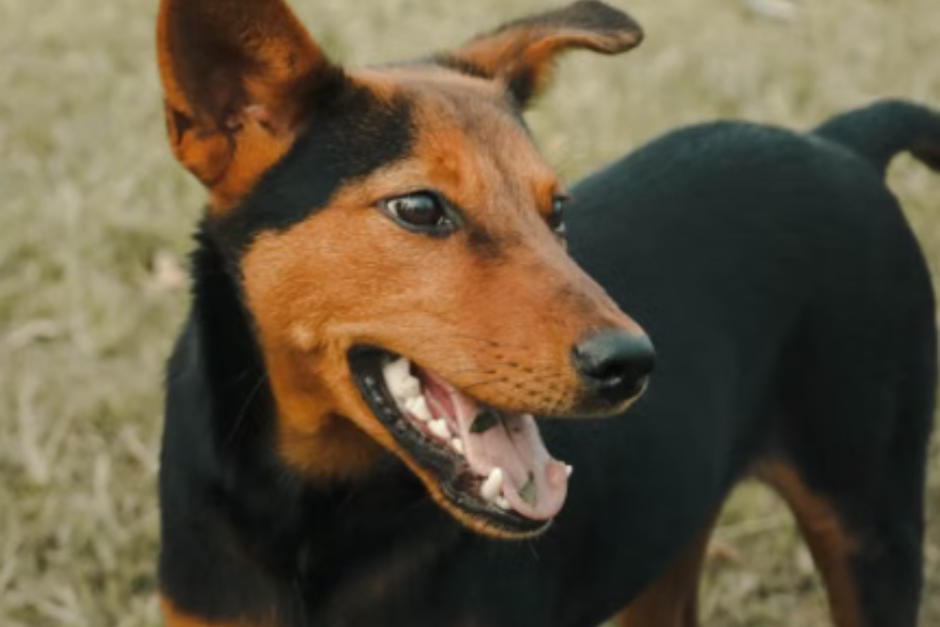 Estas son las ventajas de adoptar a un perro mestizo. (Foto ilustrativa: Pexels)