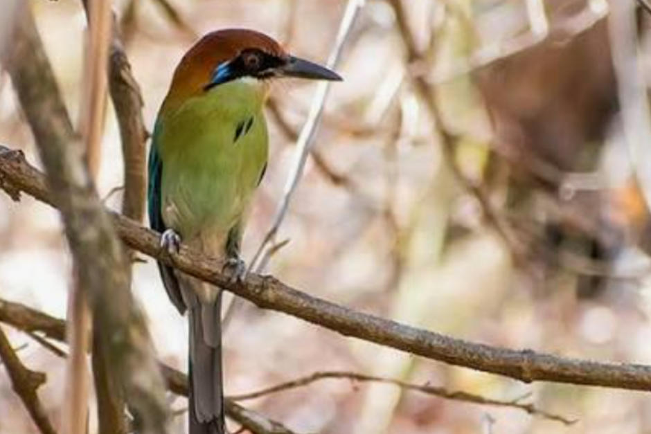 El Motmot corona casta&ntilde;a es catalogada como ave guatemalteca. (Foto:&nbsp;groundtruth_pro)&nbsp;