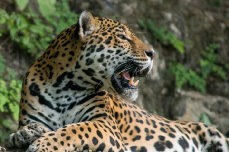 Guardarecuersos capt&oacute; desde un campamento en la selva el momento en el que el jaguar tom&oacute; a un pizote. (Foto: Conap)