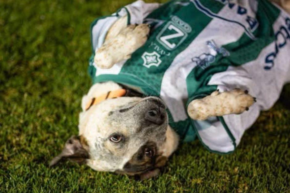 Manchas visit&oacute; el campo de juego de Antigua GFC para promover el apoyo a la Fundaci&oacute;n Sol y Luna. (Foto: Antigua GFC)&nbsp;