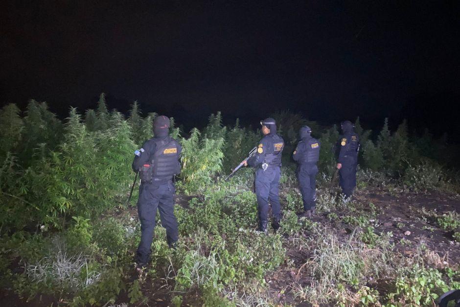 M&aacute;s de 63 mil matas de marihuana fueron erradicadas de un cultivo en Pet&eacute;n. (Foto: PNC)