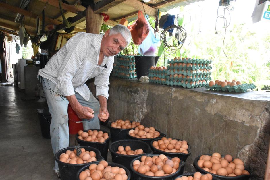 Los huevos que recolecta son enviados a varios municipios y departamentos para su comercializaci&oacute;n.&nbsp;(Foto: Nehem&iacute;as Guti&eacute;rrez)