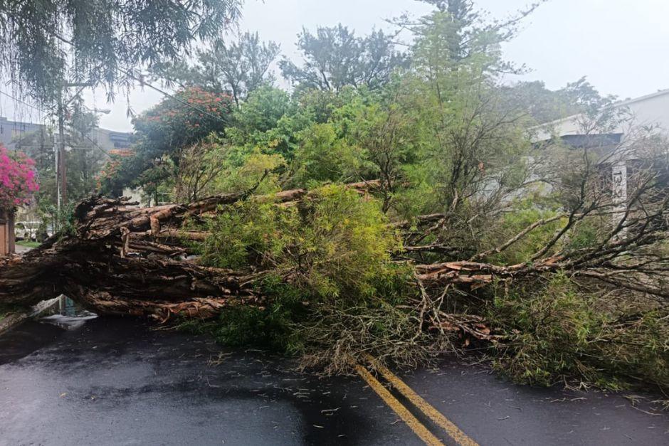 El &aacute;rbol ca&iacute;do ha obstaculizado un paso vehicular en la zona 10 capitalina. (Foto: Municipalidad de Guatemala)