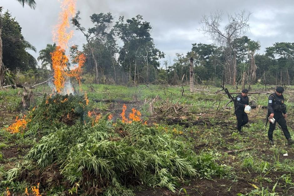 Imagen de la incineraci&oacute;n de matas de mariguana detectadas durante un operativo en Las Cruces, Pet&eacute;n. (Foto: PNC/Soy502)