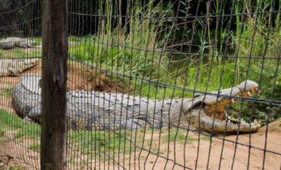 El cocodrilo Henry naci&oacute; en 1900 y comenz&oacute; su vida siendo el terror de una de las tribus de Botsuana que habitan el delta del r&iacute;o Okavango.
