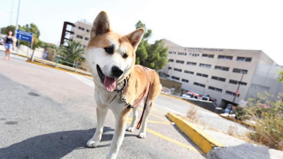 Maya lleva cuatro d&iacute;as fuera del hospital de Alicante en espera de su due&ntilde;a Sandra. (Foto: 20minutos.es)