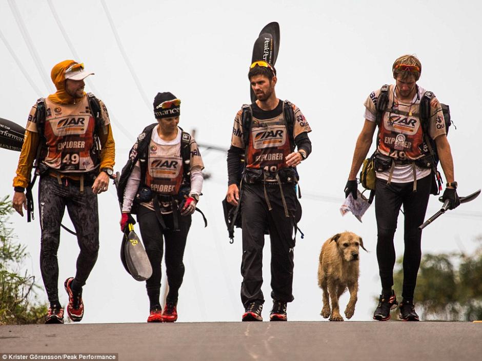 Arthur, el perro que corrió 700 kilómetros junto a un grupo de competidores suecos. (Foto: Team Peak Performance)