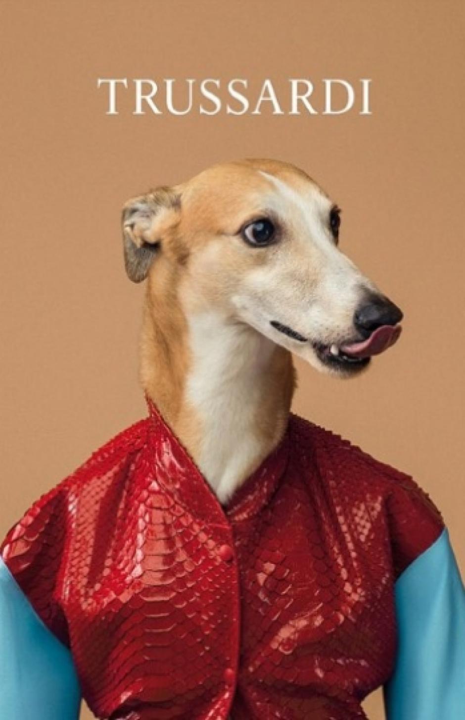 Todos los galgos fueron fotografiados como si fuesen humanos, dijo Wegman al realizar el portafolio. Foto Trussardi