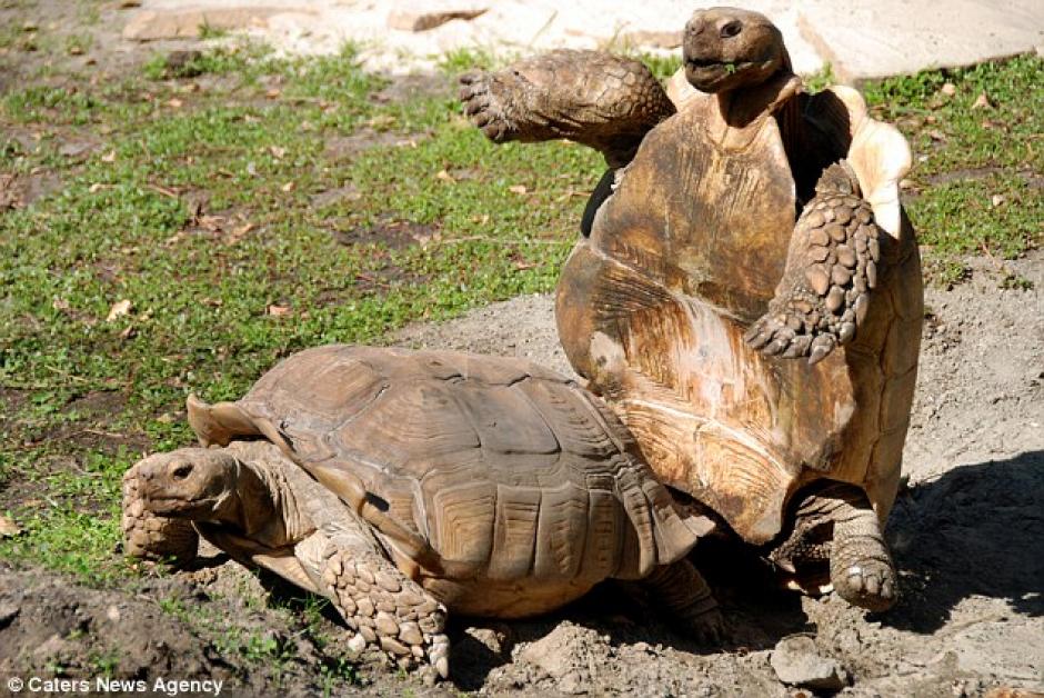 "Frisky" tuvo una cita con el amor que no podr&aacute; dejar para el olvido. (Foto: dailymail.co.uk)