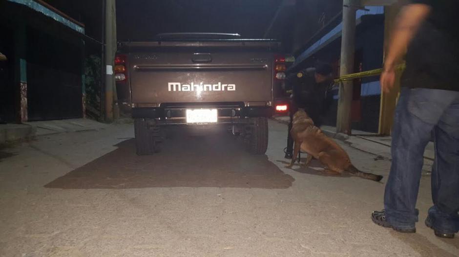 Laika es una agente canina de raza Pastor Malinois de cinco a&ntilde;os de edad que ha destacado en grandes decomisos durante el 2015. (Foto: Polic&iacute;a Nacional Civil)