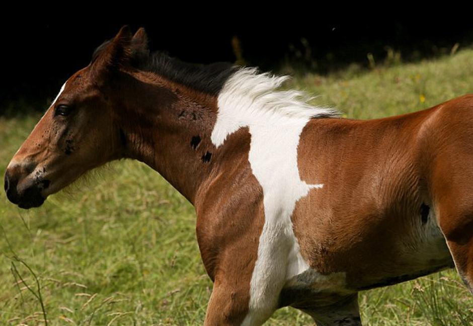 El potro es uno de los preferidos de los ni&ntilde;os que visitan la escuela de equitaci&oacute;n en la que naci&oacute;. (Foto Rossparry)