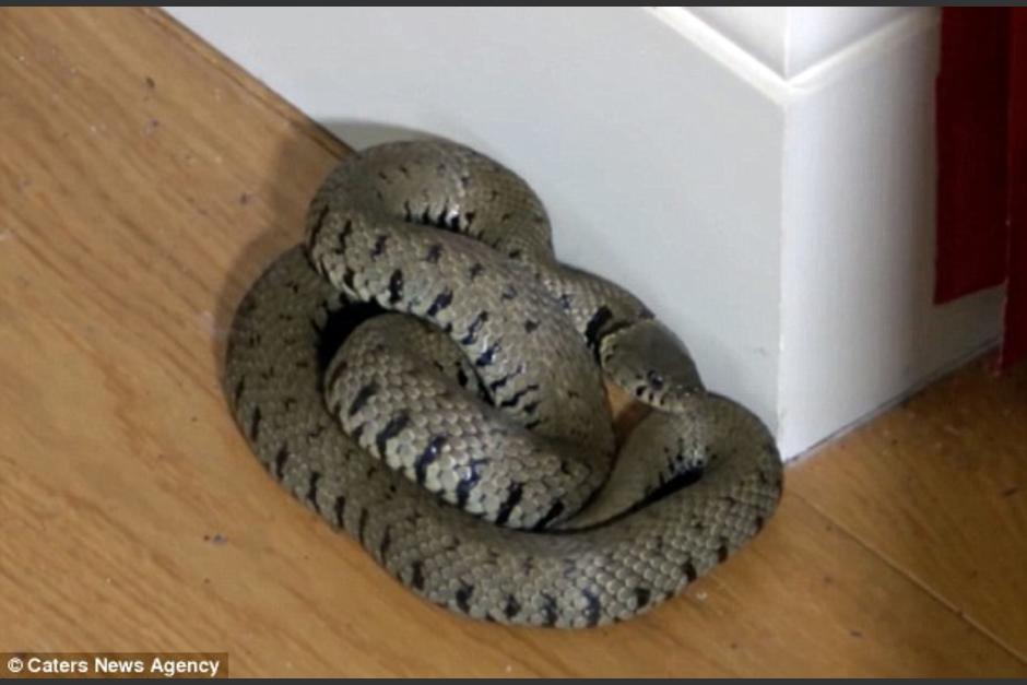 La serpiente encontr&oacute; un buen lugar para tomar la siesta hasta que fue encontrada por los due&ntilde;os de la casa y tuvo que ser desalojada. (Foto: Caters News Agency)