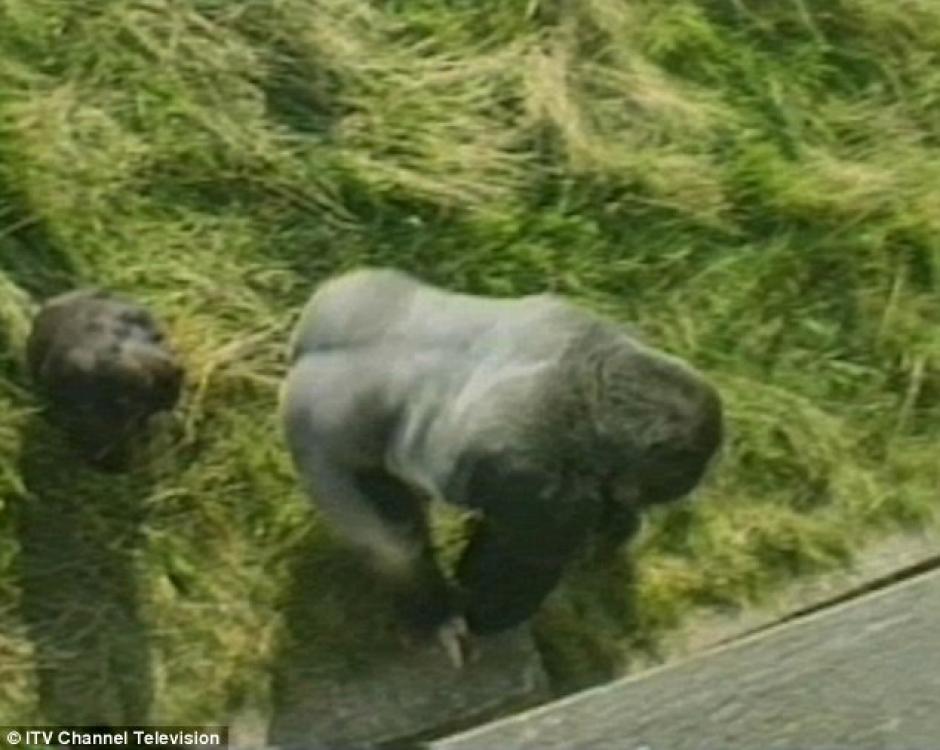 Jambo el gorila. (Foto: Daily Mail)