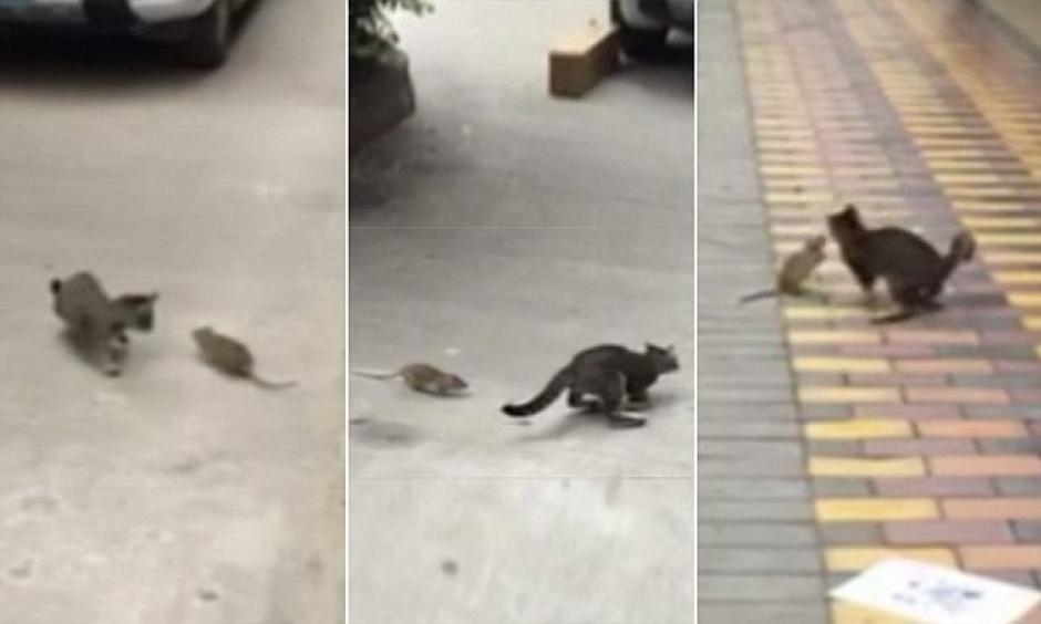 Un pobre gato teme por su vida despu&eacute;s de ser perseguido por una rata. (Foto: www.dailymail.co.uk)